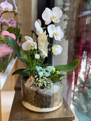 Aranjament cu plante si orhidee Phalaenopsis - Henrik