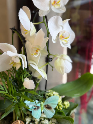 Orhidee alba Phalaenopsis - detaliu flori, aranjament Lady Events Iasi