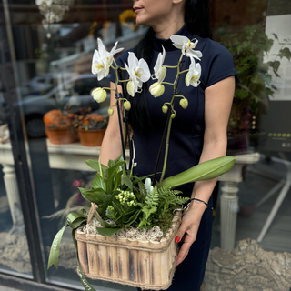 Arrangement with plants and Phalaenopsis orchids - Hout