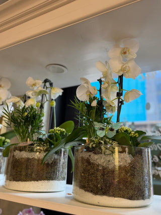 Orhidee albe Phalaenopsis in vase decorative de sticla - aranjamente de interior Lady Events