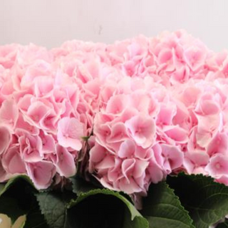 Bouquet of pink-white hydrangeas 